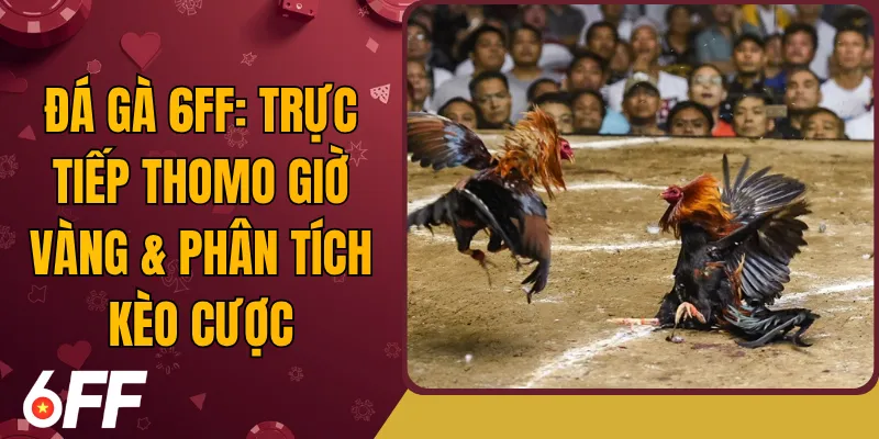 Đá Gà 6FF: Trực Tiếp Thomo Giờ Vàng & Phân Tích Kèo Cược