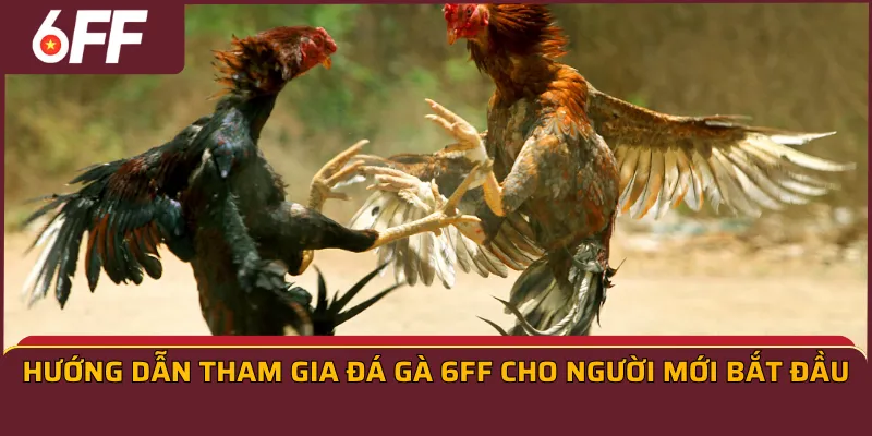 Hướng dẫn tham gia đá gà 6ff cho người mới bắt đầu