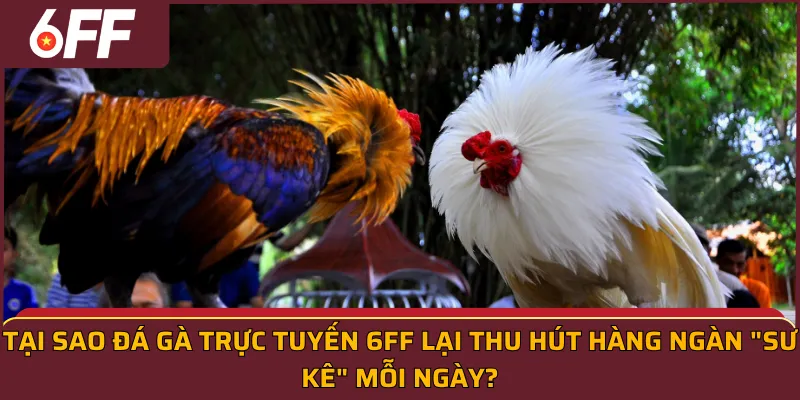 Tại sao đá gà trực tuyến 6ff lại thu hút hàng ngàn "sư kê" mỗi ngày?